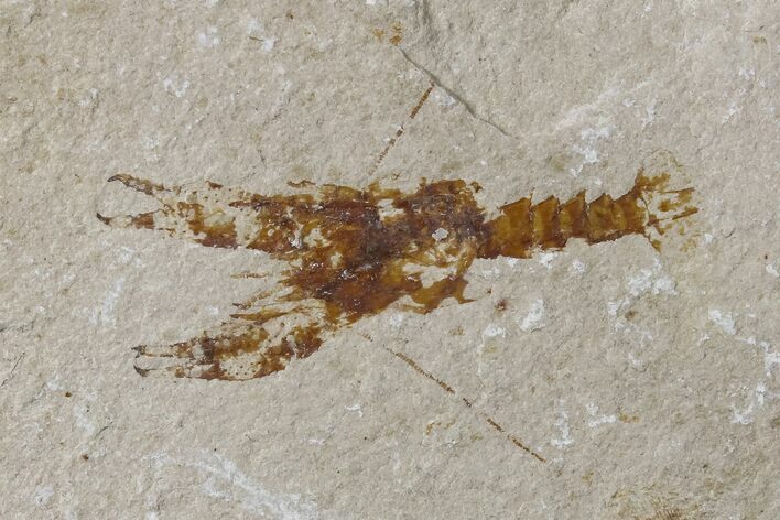 Cretaceous Lobster (Eryma) Fossil - Lebanon #173157